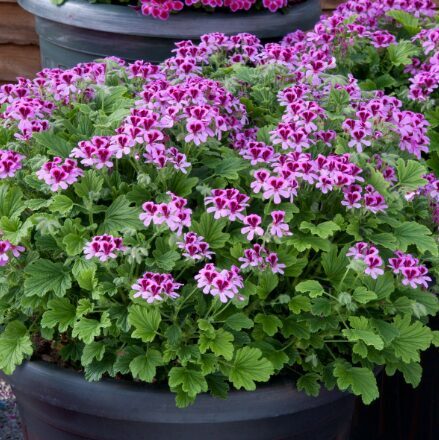 Smaržlapu pelargonija - lavandu  (pieejams no jūnija)